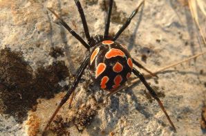 Ядовитые пауки в дагестане