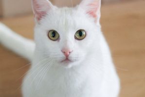Анатолийская кошка белая