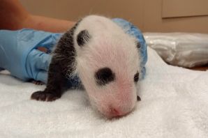 Детеныш панды новорожденный