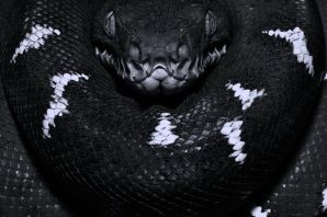 Змея серого цвета