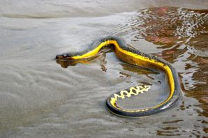 Желтобрюхая морская змея