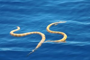Змеи в персидском заливе