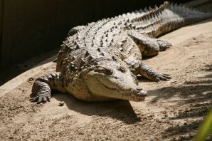 Крупный южноамериканский крокодил