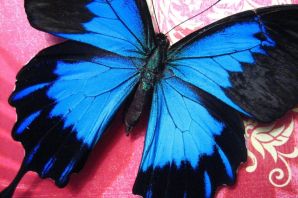 Черно синяя бабочка