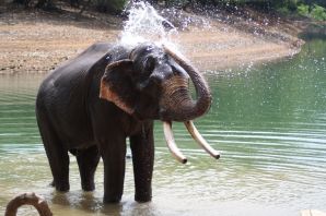 Водяной слон