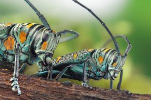 Раздельнополые насекомые