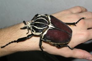 Огромные насекомые австралии