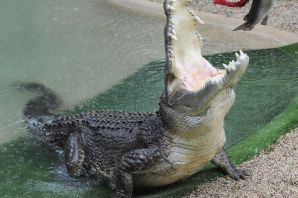 Азиатский крокодил