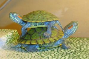 Аквариумная черепаха красноухая