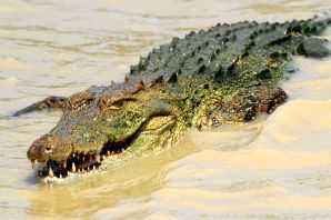 Крокодил живой