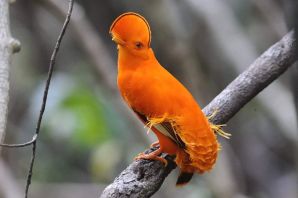 Птица с оранжевым хохолком