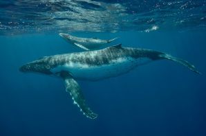 Сельдевый кит