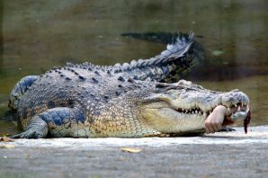 Крокодил нильский самый большой