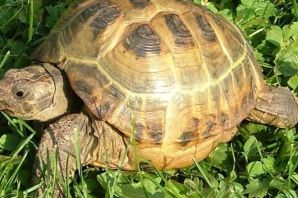 Окаймленная сухопутная черепаха