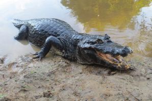 Крупный амазонский крокодил