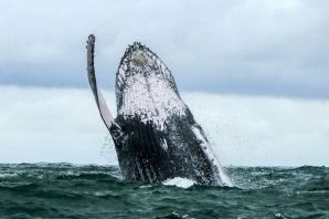 Исландия киты