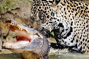 Гепард и крокодил