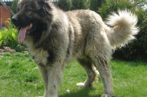Кавказская овчарка породы пастушьих собак