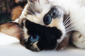 Странные глаза у кошки