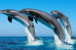 Большие дельфины