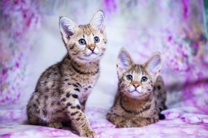 Коты породы саванна