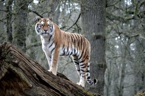 Тигровое дерево