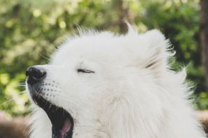 Большие белые пушистые собаки порода