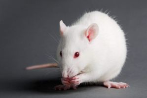 Мышка домашняя белая