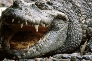 Остров рамри крокодилы