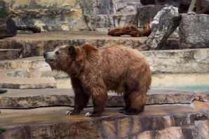 Бурый медведь в зоопарке