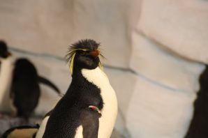Златовласый пингвин