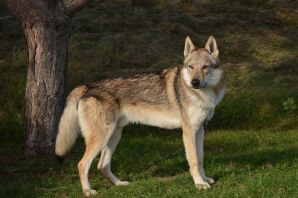 Чешская овчарка волк