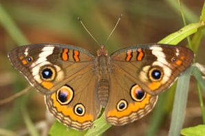 Бабочка с коричневыми крыльями