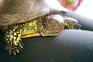 Красноухая болотная черепаха