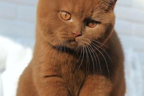Британские котята коричневые