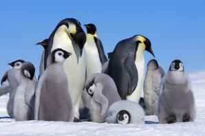 Австралийские пингвины