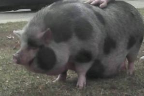 Обычная свинья