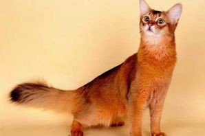 Абиссинская кошка рыжая