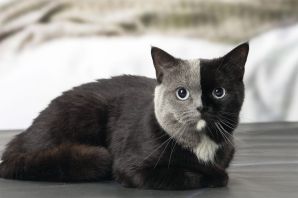 Британская черно белая кошка