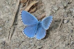 Бабочка голубая орденская лента