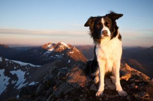 Альпийская горная собака