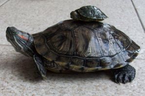 Красноухая черепаха самец и самка