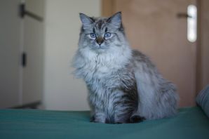 Порода кошек сибирская голубая