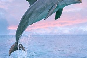 Желтый дельфин