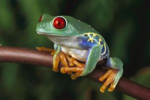 Разноцветная жаба