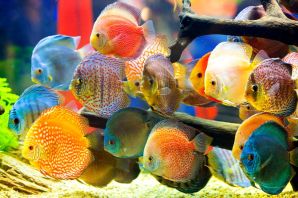 Рыба дискус аквариумная