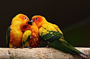 Австрийский попугаи
