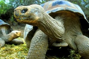 Самая долгожительная черепаха