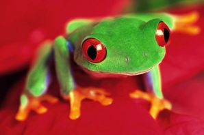 Самая красивая жаба