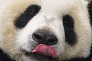 Бешеная панда